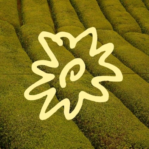 Café Solis — profile photo taken from their public Instagram account @cafesoliss